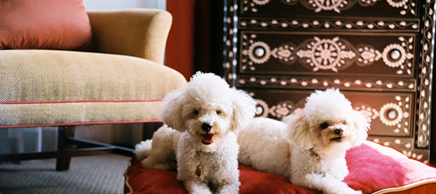 Hôtel de luxe pour chiens Hôtel de luxe pour chiens