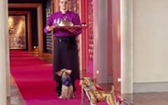 Hôtel de luxe pour chiens - Hôtel de luxe pour chiens -